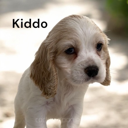 puppy, for, sale, Cocker Spaniel, Joe & Cherri  Overlease, dog, breeder, Miller, MO, dog-breeder, puppy-for-sale, forsale, nearby, find, puppyfind, locator, puppylocator, aca